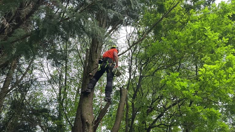 Professional Tree Removal and Landscaping Services in Bayou Vista, TX